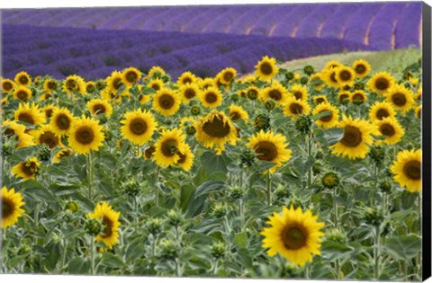 Framed Sunflowers Blooming Near Lavender Fields During Summer Print