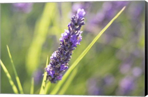 Framed Close-Up Of Lavender Blooms Print