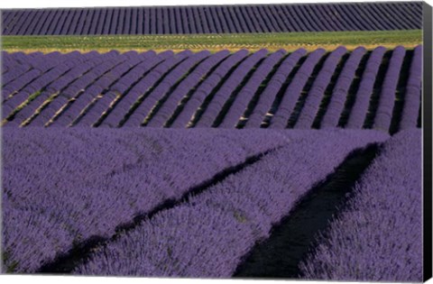 Framed Lavender Fields On Valensole Plain, Provence, Southern France Print