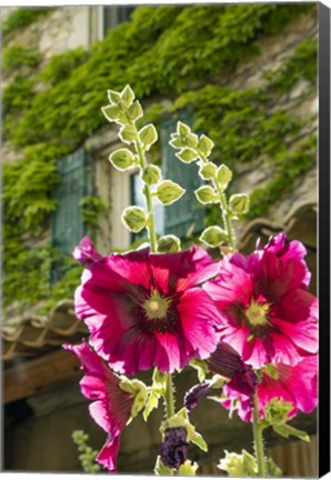 Framed Hollyhocks Flowers Blooming In Provence Print