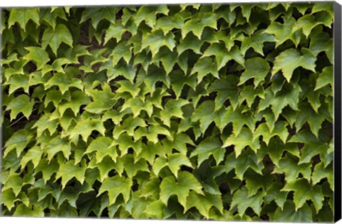 Framed Natural Plants And Leaves Growing On Wall In Provence Print