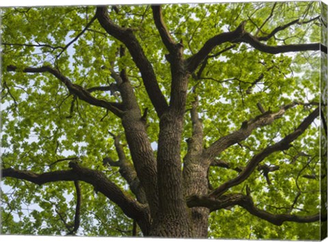 Framed Giant Oak Hainich Woodland In Thuringia, Germany Print