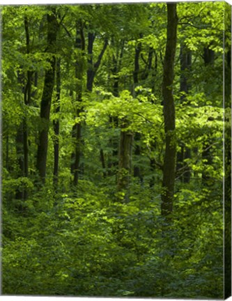 Framed Woodland Hainich In Thuringia, Germany Print