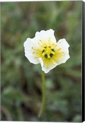 Framed Longyearbyen Svalbard Poppies Print