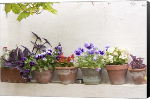 Framed Attractive Flowers In Clay Pots Print