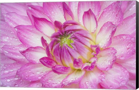 Framed Pink Dahlia Print