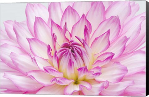 Framed Dahlia Close Up Print