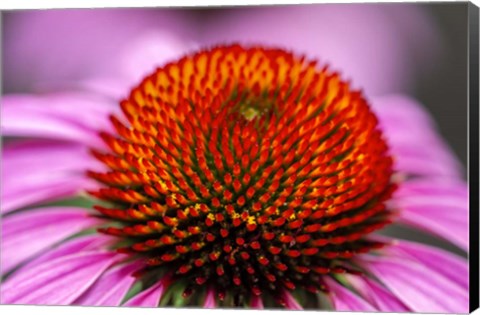 Framed Purple Coneflower Print