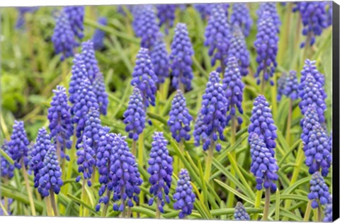 Framed Grape Hyacinth Print