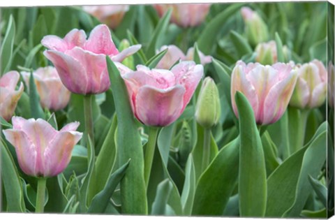 Framed Pink Tulips Print