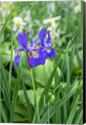 Framed Purple Siberian Iris Print