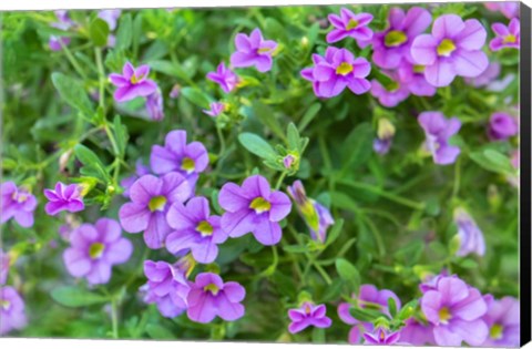 Framed Calibrachoa, Million Bells Print