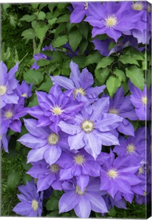 Framed Purple Clematis 1 Print