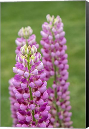 Framed Pink Lupine Print