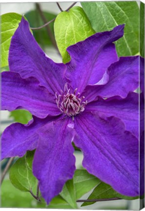 Framed Purple Clematis 1 Print