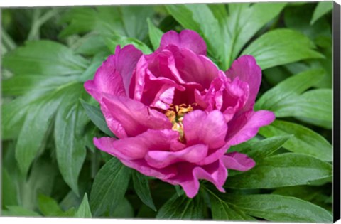 Framed Pink Peony Print