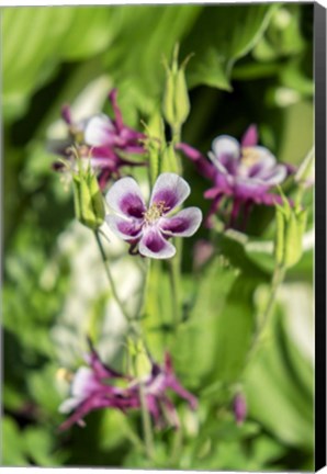 Framed Purple And White Columbine Print