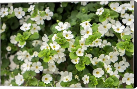 Framed White Bacopa Print