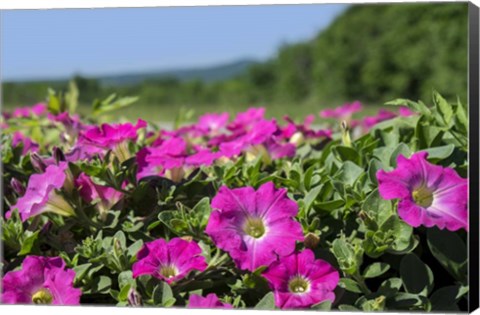 Framed Pink Petunias, New England Print