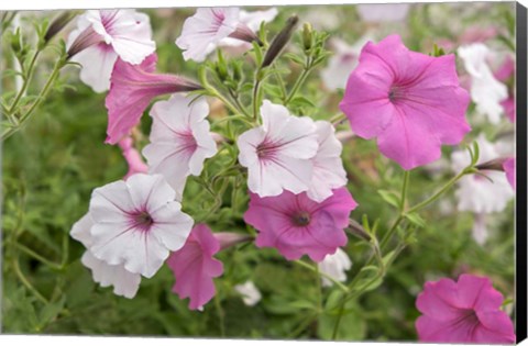 Framed Pink And White Petunias Print