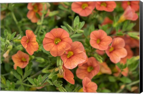 Framed Orange Million Bells, Calibrachoa Print