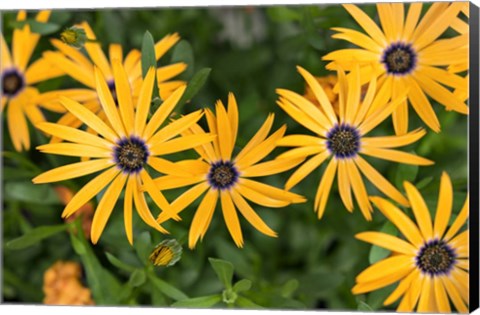 Framed African Daisy Print