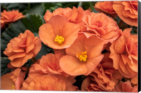 Framed Orange Tuberous Begonia Print