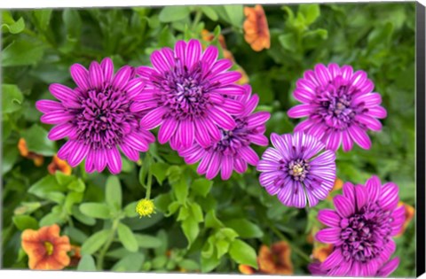 Framed Pink Striped Zinnia Print