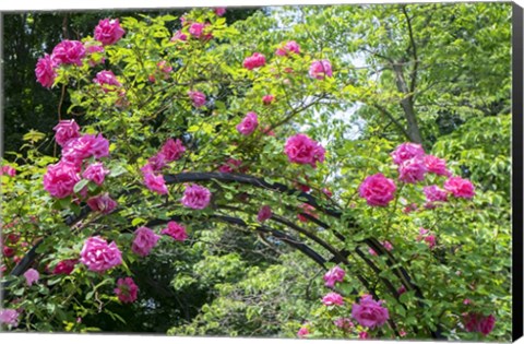 Framed Arbor Of Pink Roses Print