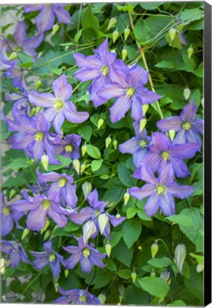 Framed Purple Clematis 2 Print