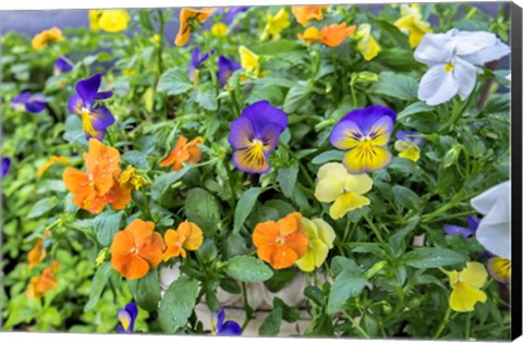 Framed Pansies With Morning Dew Print