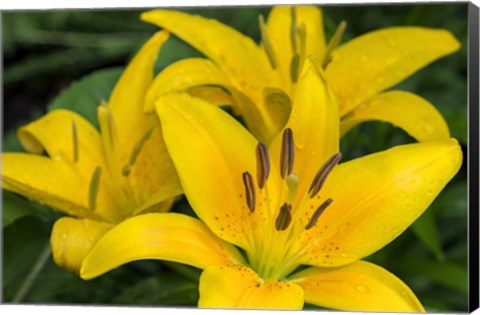 Framed Yellow Daylily Print