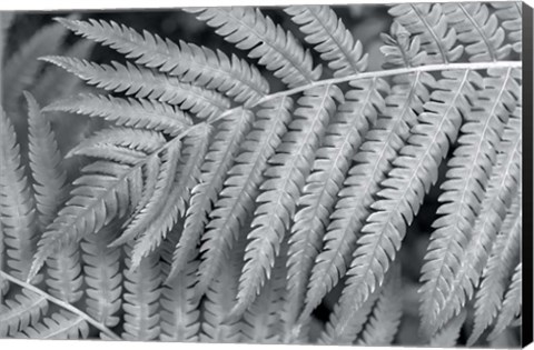Framed Fern Print