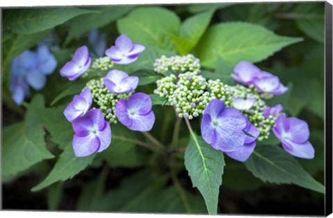 Framed Blue Lacecap Hydrangea Print