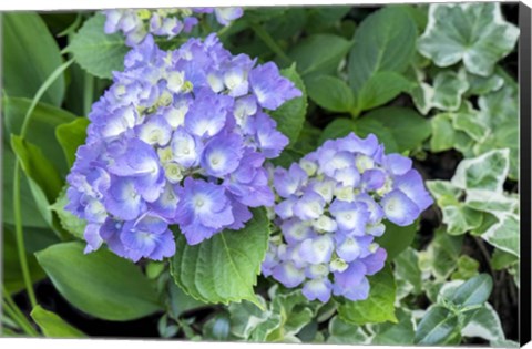 Framed Purple Mophead Hydrangea Print