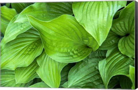 Framed Hosta Plant Print