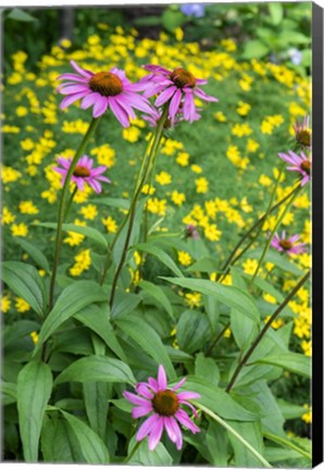 Framed Purple Coneflower Print