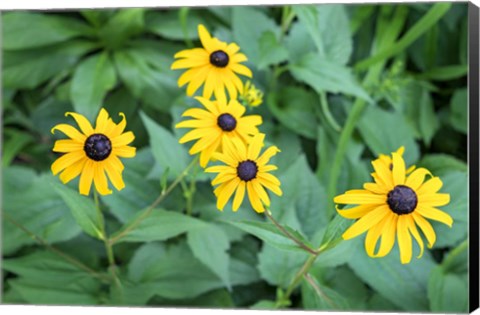 Framed Black-Eyed Susan Print