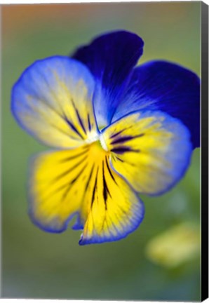 Framed Blue And Yellow Pansy Print