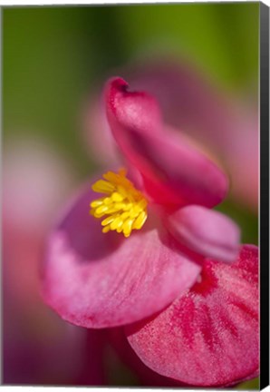 Framed Pink Begonia Print