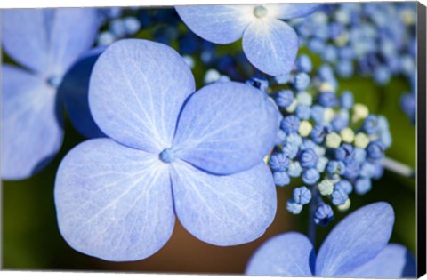 Framed Blue Lacecap Hydrangea Print