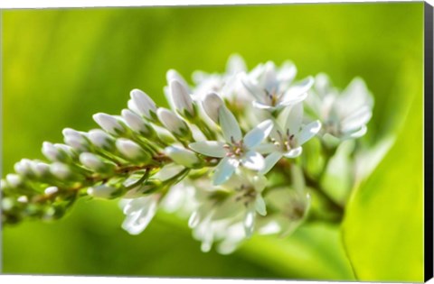 Framed Gooseneck Yellow Loosestrife Print