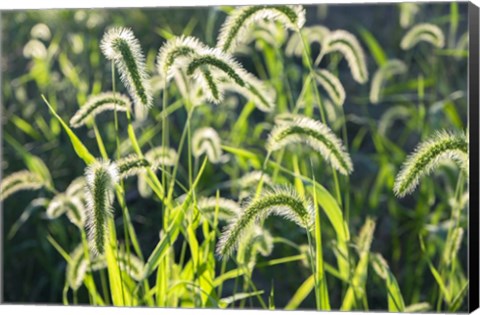 Framed Plumes Of Grass Rimmed In Light Print