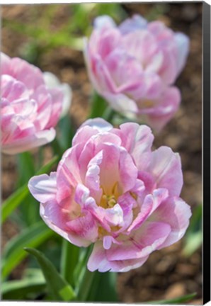 Framed Pink Double Tulips Print