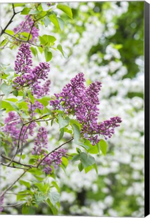 Framed Budding Lilac Bush Print