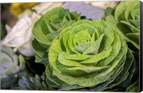 Framed Ornamental Cabbage In A Flower Arrangement Print