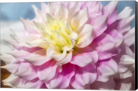 Framed Pink And White Dahlia, Gitts Perfection Print