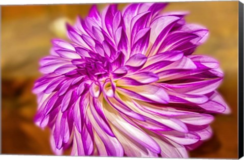 Framed Purple And White Dahlia, RC Diane Brazil Print