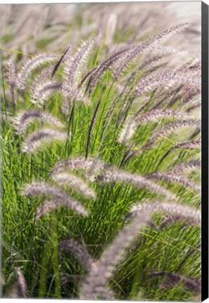 Framed Crimson Fountain Grass Print