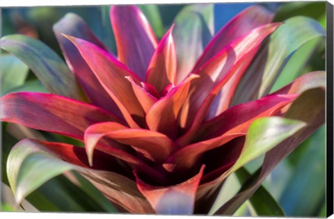 Framed Red And Green Bromeliad Print